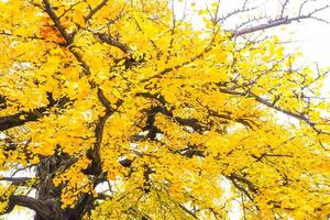 Yellow ginkgo biloba leaves tree in autumn photo