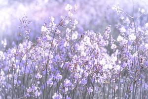 Purple flower blossom on field, Beautiful growing and flowers on meadow blooming in the morning.Soft pastel on nature bokeh background,vintage style photo