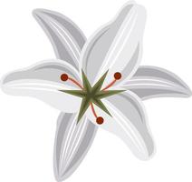 Lily flower vector illustration for graphic design and decorative element