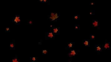 folha do século caindo, folhas de bordo de outono caindo, folhas de outono de bordo caindo, folhas de outono caindo contra fundo preto video