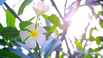 frangipani flowers with golden yellow afternoon sunlight, frangipani flowers and sunlight, white flowers and sun rays, flower background video