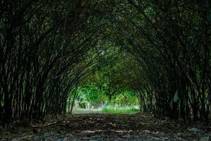 Un verdadero túnel de bambú enorme a pie en el bosque de bambú en Asia. foto