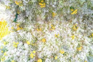 blanquee la decoración del ramo de orquídeas en el árbol con otras orquídeas amarillas. foto