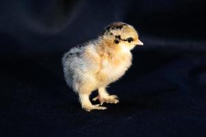 Baby Mini Cochin Chick on dark blue cloth background in studio light. photo