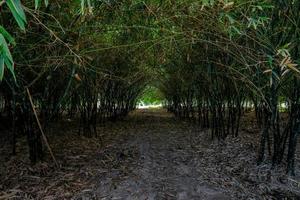 Real huge bamboo tunnel walk way in the forest of bamboo in Asia. photo