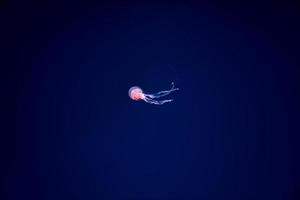 Jelly fishes are swimming and glowing in the dark blue water. photo