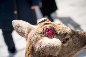 close up the cute deer at Todaiji temple in Nara perfecture Japan photo