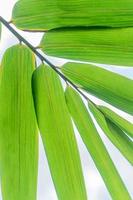 la naturaleza claramente verde hoja hilight en el cielo para cualquier fondo. foto