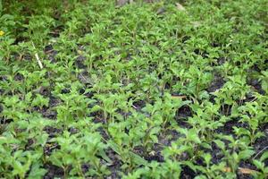 planting little tree in the garden in the row and column grid photo