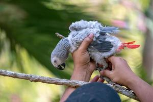 Baby African grey parrot with red tail hang on to the branch in the forest photo