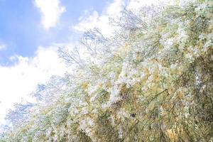 Whiten blooning orchid bouquet decoration on the tree with other yellow orchid. photo