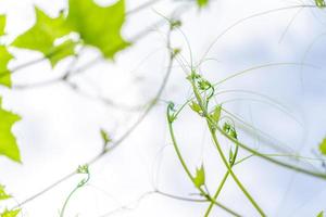 close up new curve brannch and leaflet of ivy grows into the sky photo