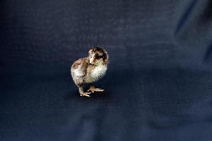 bebé mini pollito cochin sobre fondo de tela azul oscuro en luz de estudio. foto