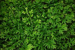 Green fern leaves texture for background use - fresh green nature background photo