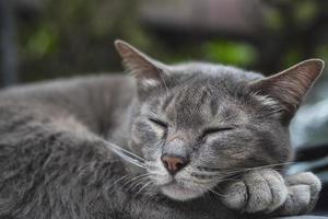 encantador gato dormido mascota tailandesa toma una siesta en un auto - concepto de animal doméstico foto