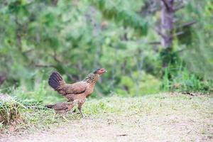 Familia de gallinas de pollo en la naturaleza de la aldea local, área de Tailandia foto