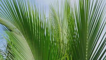 tropische palmbladeren achtergrond. palmtak met een zacht briesje in de blauwe lucht. video