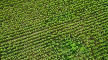 vista aerea della coltivazione di alberi e piante in vivaio all'aperto. belle piantagioni agricole. sfondo naturale in movimento. video