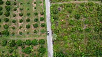 luchtfoto van elektrische auto's die op landwegen rijden. filmische drone die 's ochtends over een verharde weg met bomen vliegt. video