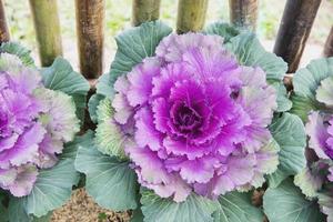 Ornamental cabbage garden, Chiangmai Thailand photo