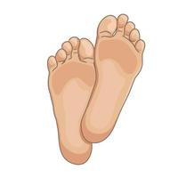 plantas de los pies femeninos o masculinos, descalzos, vista inferior. ilustración vectorial, estilo de dibujos animados dibujados a mano aislado en blanco. vector