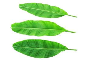 Banana leaves isolated over white. Photo includes three CLIPPING PATH