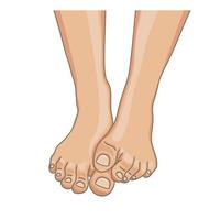 Female feet, barefoot, front view. One foot lying on the other. Healthy toenails with pedicure. Vector illustration, hand drawn cartoon style isolated on white.
