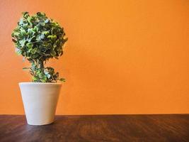 pared naranja y mesa de madera con fondo de decoración de árbol verde pequeño foto