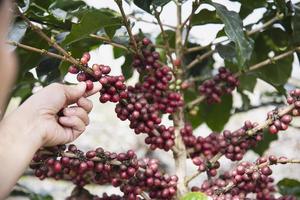 cosecha manual de granos de café rojos maduros frescos en chiangmai, tailandia foto