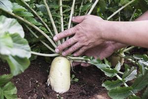 hombre en jardín orgánico daikon, chiangmai tailandia foto