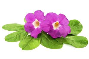 Fresh Mansoa alliacea or Garlic vine flower and leaves isolated over white photo