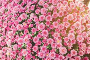 Pink flower garden background photo