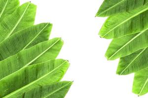 Banana leaves isolated on white background photo