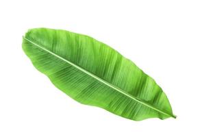 Banana leave isolated over white with CLIPPING PATH photo