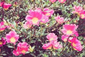 portulaca rosa o rosa de musgo o planta solar o jardín de rosas solares foto