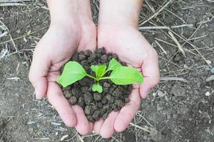 vista superior de las manos sosteniendo una pequeña planta verde que crece en un suelo marrón saludable. la foto incluye el camino de recortes.