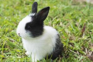 Lovely baby 2 weeks Thai rabbit photo