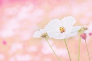 Beautiful purple cosmos flowers garden photo