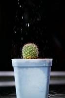 riegue el pequeño cactus plantado en un banco de trabajo con piso de vidrio para mantenerlo hidratado cuando trabaje con luces y sombras cuando el piso esté mojado con un reflejo. foto