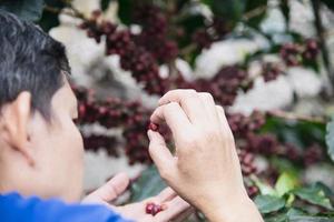 Hand harvesting fresh ripe red coffee bean in Chiangmai Thailand photo