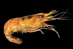 Grilled shrimp isolated over black background. Photo is included CLIPPING PATH.