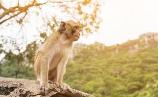 A sitting monkey photo