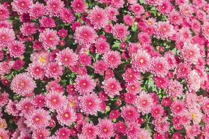 Pink flower garden background photo