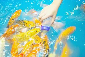 niños alimentando algas en botella a peces carpa foto