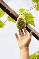 hombre en chayote orgánico jardín, chiangmai tailandia foto