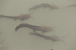 Catfish swims in a lake and swamp in Israel photo