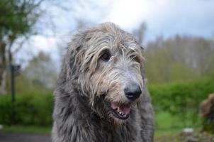hermoso perro lobo irlandés con una gruesa capa plateada foto