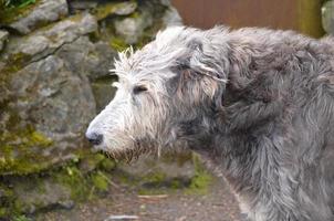 perfil de un perro lobo irlandés en irlanda foto