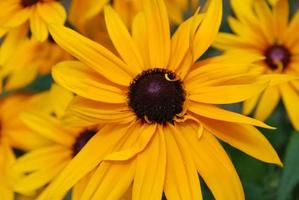 Garden of Black-Eyed Susans in Bloom photo