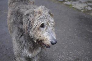 perro lobo irlandés de cara dulce con pelaje gris foto